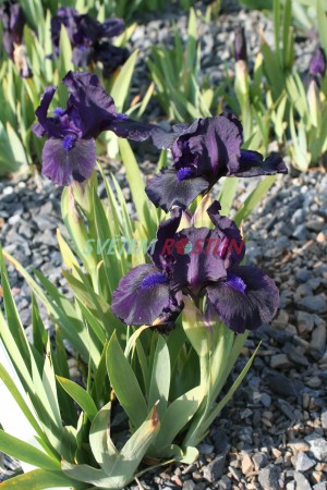 kosatec Michael Paul - Iris × barbata nana Michael Paul