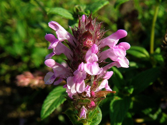 anta - Nepeta nervosa