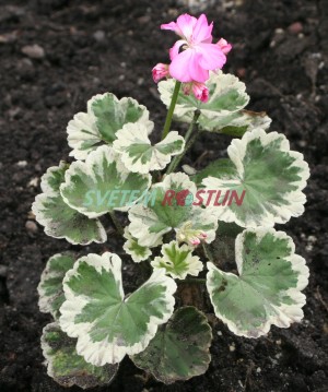 pelargonie Frank Headley - Pelargonium Frank Headley