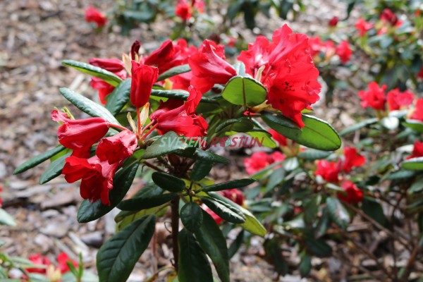 Pnink Grfin Kirchbach - Rhododendron Grfin Kirchbach