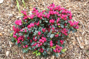 pěnišník japonský Canzonetta - Rhododendron japonicum Canzonetta