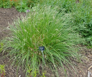 kortaderie dvoudomá Evita - Cortaderia selloana Evita