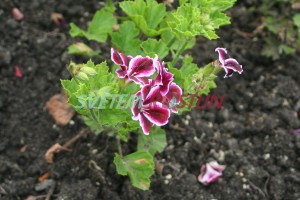 pelargonie Imperial - Pelargonium Imperial