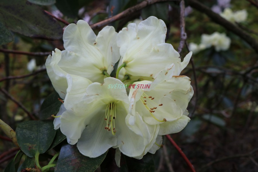 Pnink Adriaan Koster - Rhododendron Adriaan Koster