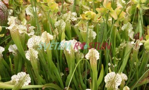 špirlice Juthatip Soper - Sarracenia Juthatip Soper