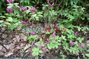 pěnišník - azalka Božena Němcová - Rhododendron obtusum Božena Němcová