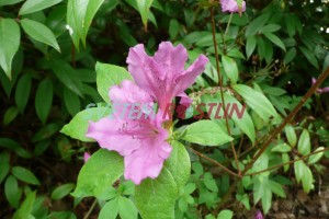 pěnišník - azalka Božena Němcová - Rhododendron obtusum Božena Němcová