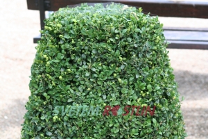 zimostráz vždyzelený Pyramidalis - Buxus sempervirens Pyramidalis