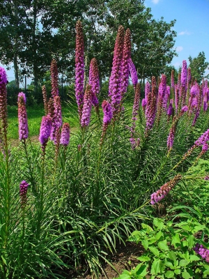 šuškarda klasnatá - Liatris spicata