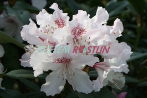 Pěnišník Melpomene - Rhododendron Melpomene