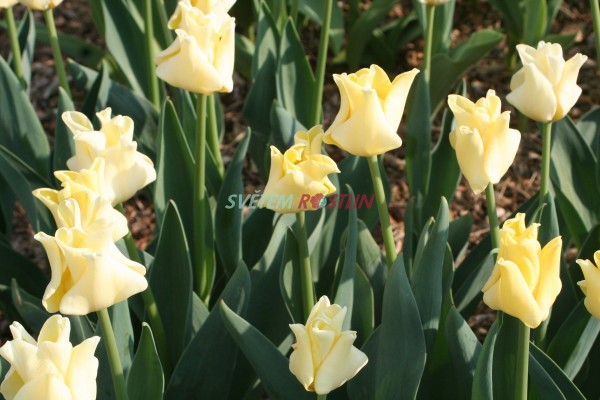 tulipn Yellow Crown - Tulipa Yellow Crown