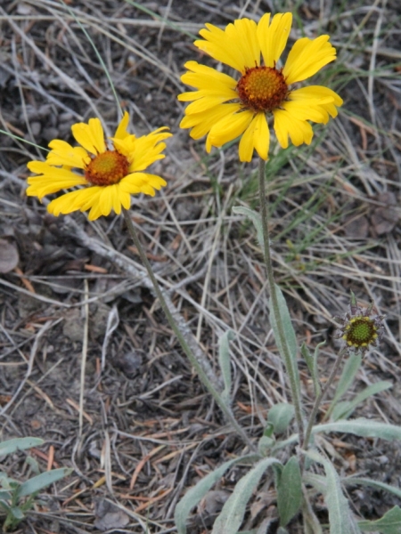 kokarda - Gaillardia aristata