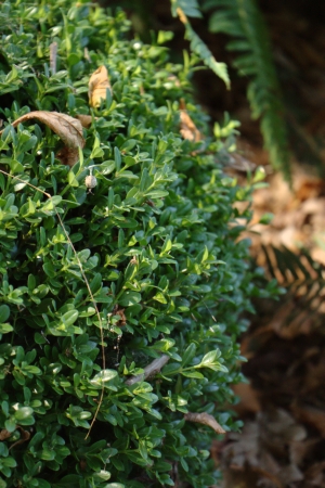 zimostráz - Buxus microphylla