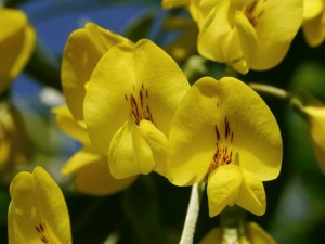 štědřenec odvislý - Laburnum anagyroides