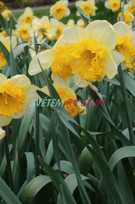 narcis Curly - Narcissus Curly