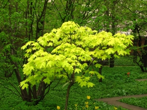 javor mléč Golden Globe - Acer platanoides Golden Globe