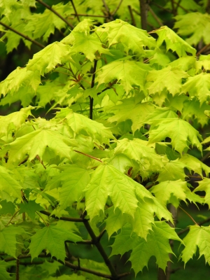 javor mléč Golden Globe - Acer platanoides Golden Globe