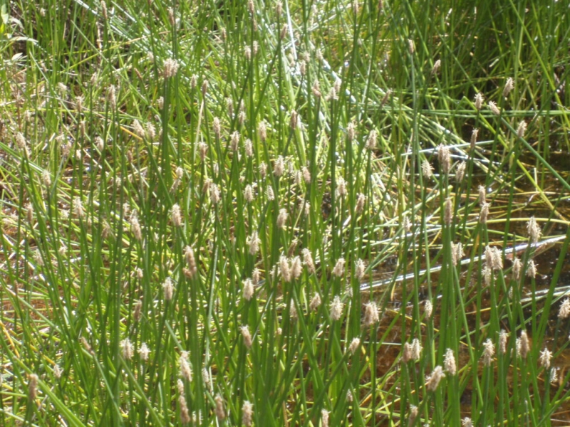 bahnika mokadn - Eleocharis palustris