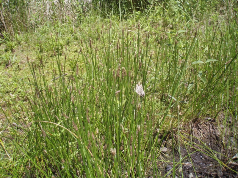 bahnika mokadn - Eleocharis palustris