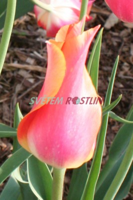 tulipán Big Brother - Tulipa Big Brother