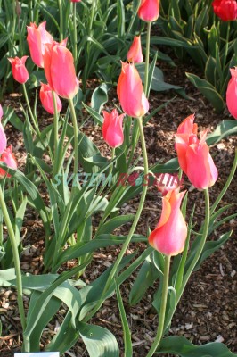 tulipán Big Brother - Tulipa Big Brother