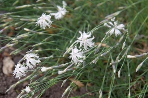 hvozdík písečný - Dianthus arenarius