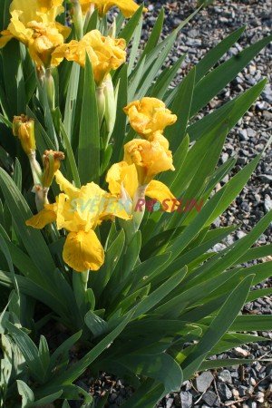 kosatec Gleaming Gold - Iris × barbata nana Gleaming Gold