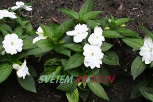 netýkavka White Medina - Impatiens ColorPower White Medina
