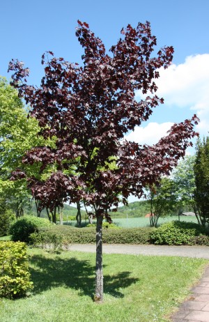 javor mléč Crimson King - Acer platanoides Crimson King