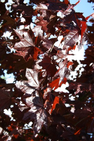 javor mléč Crimson King - Acer platanoides Crimson King