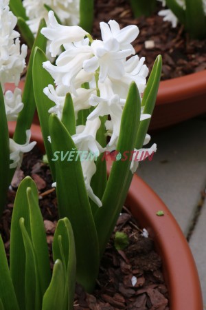 hyacint východní Aiolos - Hyacinthus orientalis Aiolos