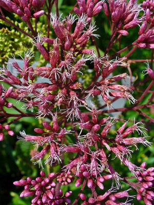 sadec nachový - Eupatorium purpureum