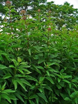 sadec nachový - Eupatorium purpureum