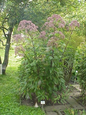 sadec nachový - Eupatorium purpureum