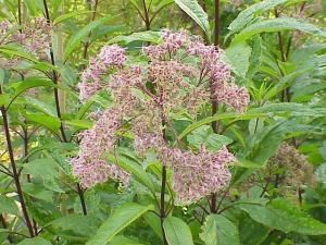 sadec nachový - Eupatorium purpureum
