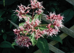 sadec nachový - Eupatorium purpureum