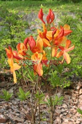 Pěnišník Orangen Köpfchen - Rhododendron Orangen Köpfchen