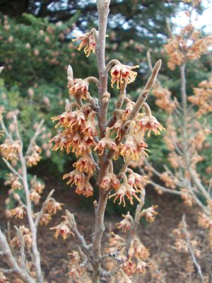 vilín jarní - Hamamelis vernalis