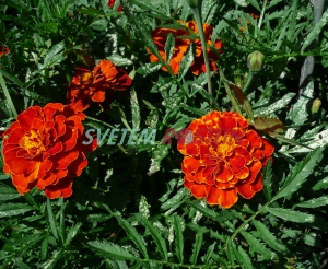 aksamitník Carmen - Tagetes Carmen