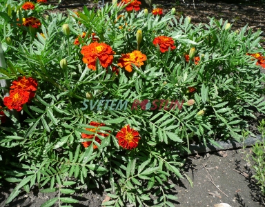 aksamitník Carmen - Tagetes Carmen