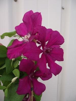 plamének Kardynal Wyszynski - Clematis Kardynal Wyszynski