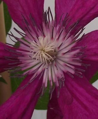 plamének Kardynal Wyszynski - Clematis Kardynal Wyszynski