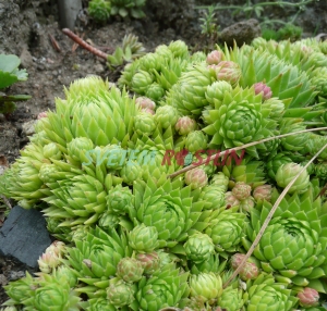 netřesk - Sempervivum × rupicolum
