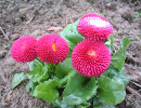 sedmikráska obecná (Bellis perennis) sedmikráska