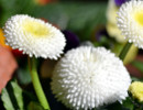 sedmikráska obecná (Bellis perennis) sedmikráska