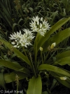 česnek medvědí - Allium ursinum