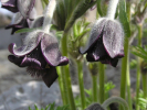 koniklec luční - Pulsatilla pratensis