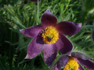 koniklec Hallerův - Pulsatilla halleri