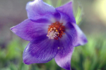 Koniklec otevřený - Pulsatilla patens