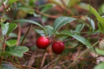 libavka poléhavá - Gaultheria procumbens
